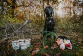 Terapeutická krmiva Grub Barf jako ideální volba pro různé typy psích a kočičích diet